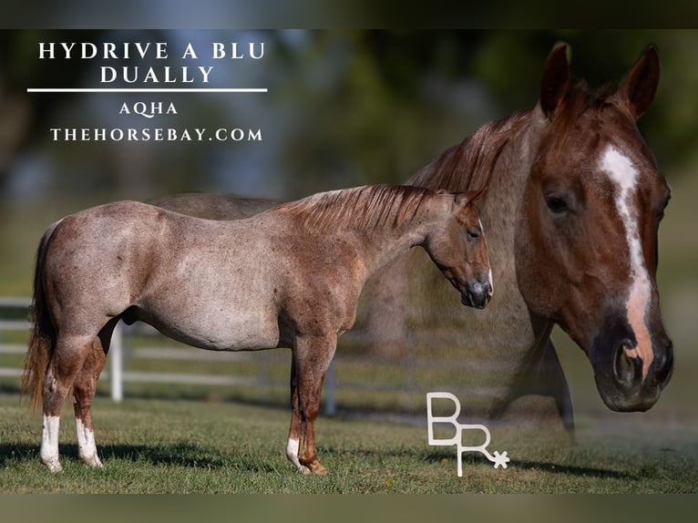 American Quarter Horse Castrone 5 Anni 142 cm Roano rosso in Mountain Grove, MO