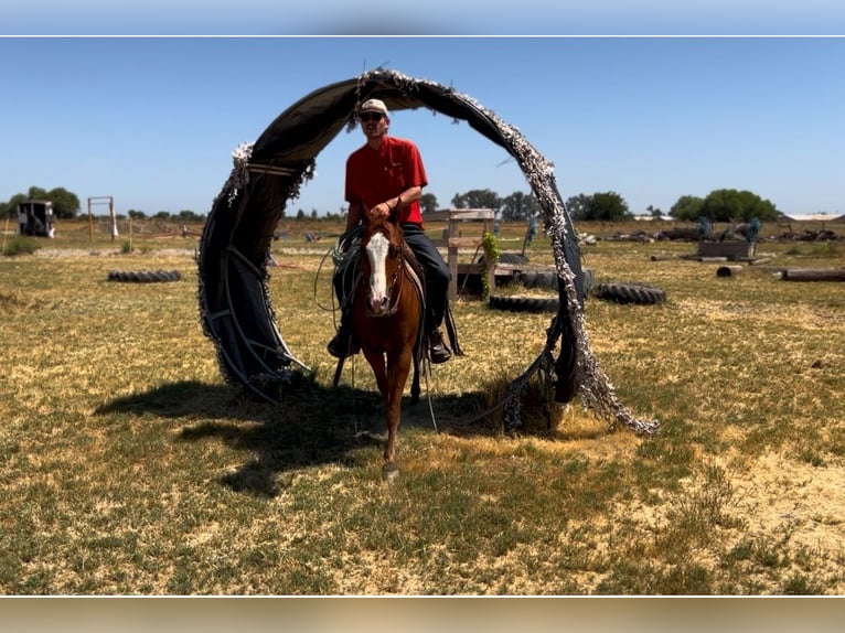 American Quarter Horse Castrone 5 Anni 142 cm Sauro scuro in Atwater CA