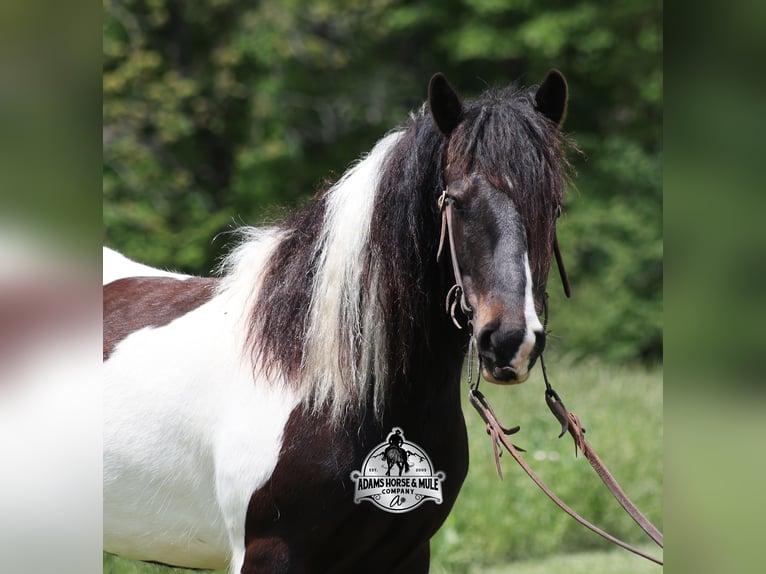 American Quarter Horse Castrone 5 Anni 142 cm Tobiano-tutti i colori in Mount Vernon, KY