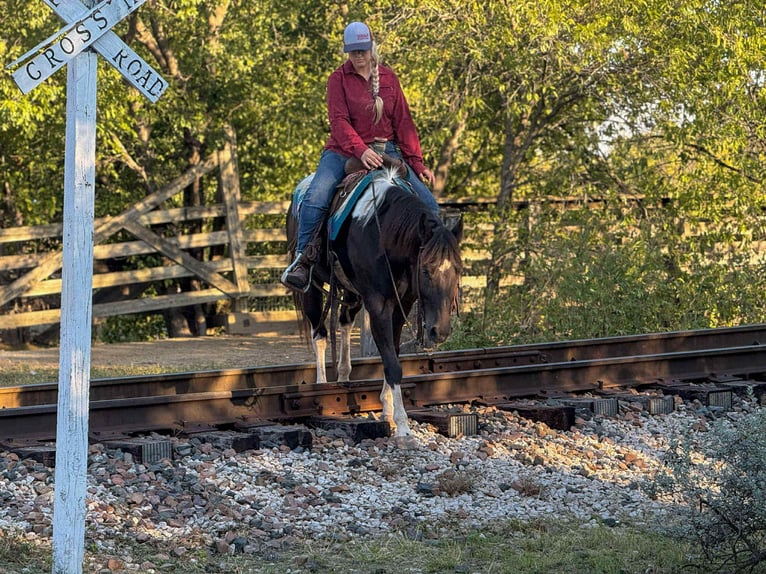 American Quarter Horse Castrone 5 Anni 142 cm Tobiano-tutti i colori in Poolville TX