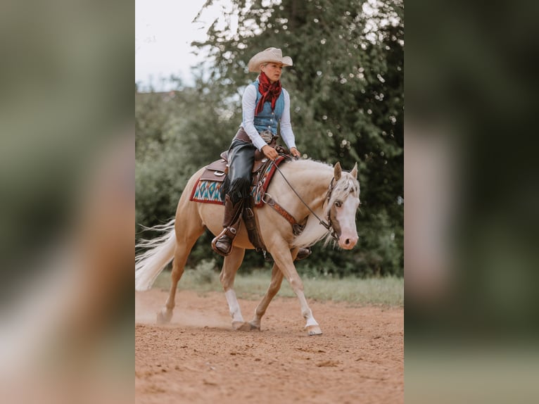 American Quarter Horse Castrone 5 Anni 143 cm Palomino in Fulda