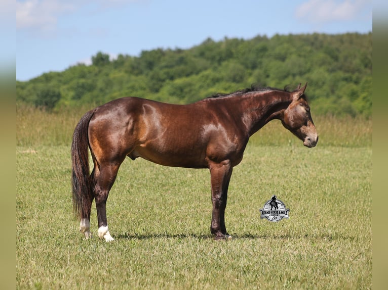 American Quarter Horse Castrone 5 Anni 143 cm Pelle di daino in Mount Vernon