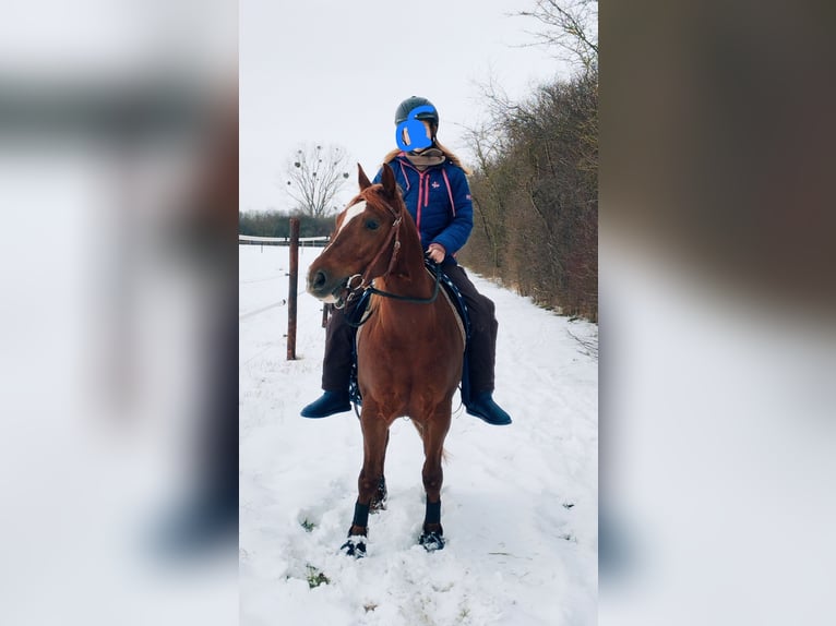 American Quarter Horse Castrone 5 Anni 144 cm Sauro in Erftstadt