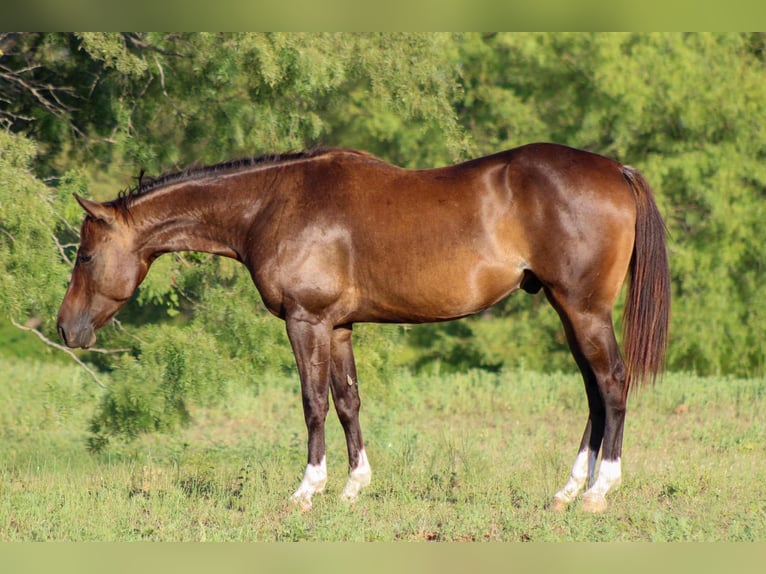 American Quarter Horse Castrone 5 Anni 145 cm Baio ciliegia in Stephenville TX