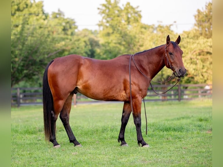 American Quarter Horse Castrone 5 Anni 145 cm Baio ciliegia in New Holland, PA