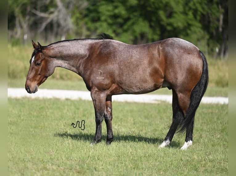 American Quarter Horse Castrone 5 Anni 145 cm Baio roano in Waco, TX