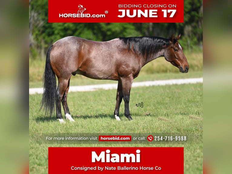 American Quarter Horse Castrone 5 Anni 145 cm Baio roano in Waco, TX