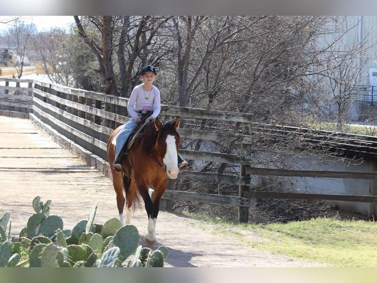 American Quarter Horse Castrone 5 Anni 145 cm Falbo in Weatherford TX