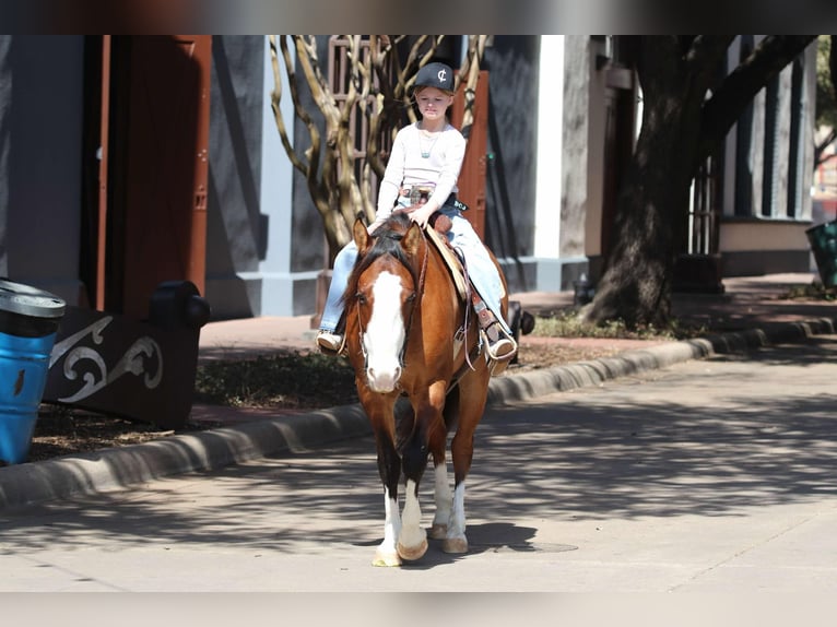 American Quarter Horse Castrone 5 Anni 145 cm Falbo in Weatherford TX