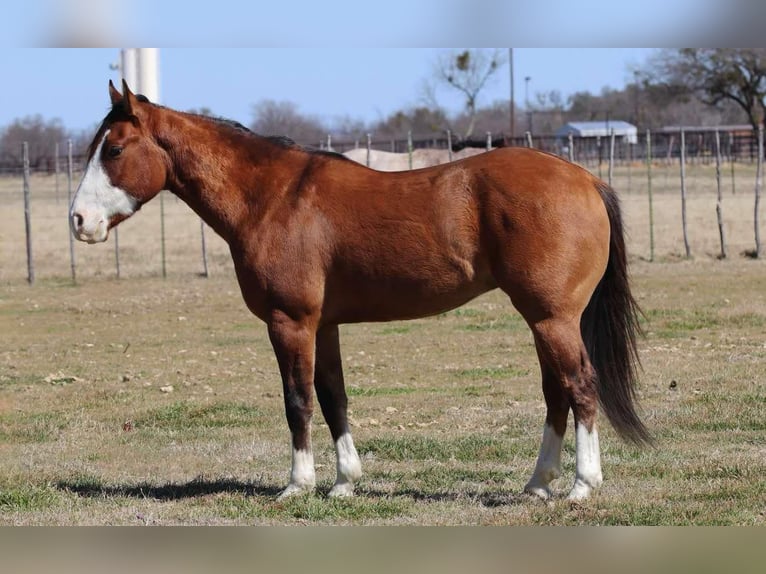 American Quarter Horse Castrone 5 Anni 145 cm Falbo in Weatherford TX