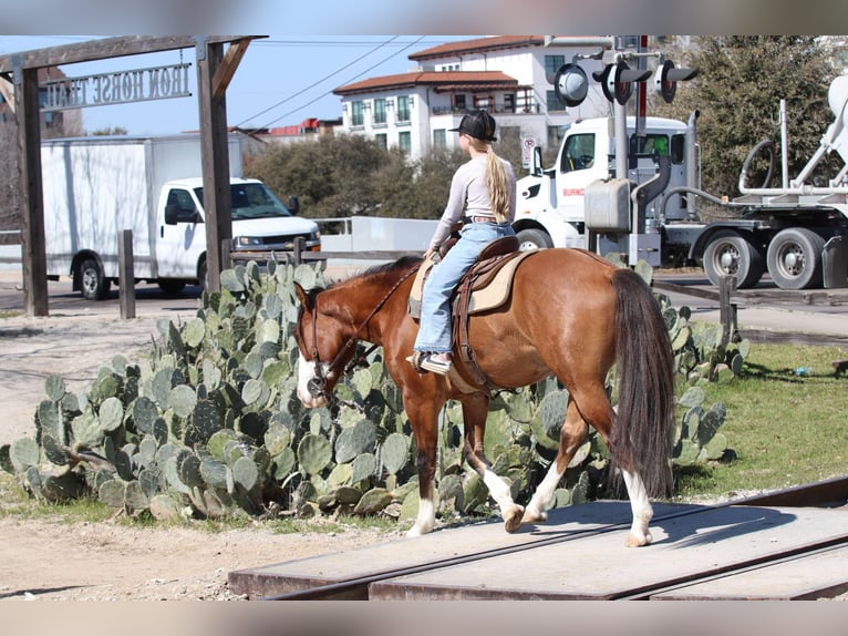 American Quarter Horse Castrone 5 Anni 145 cm Falbo in Weatherford TX