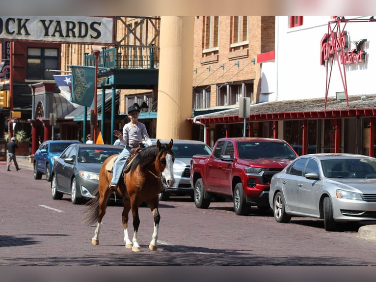 American Quarter Horse Castrone 5 Anni 145 cm Falbo in Weatherford TX