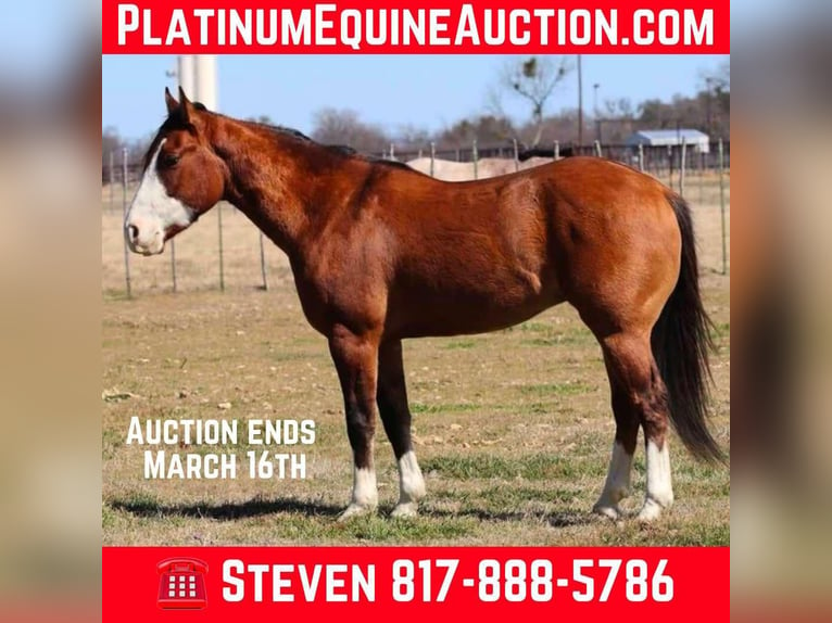 American Quarter Horse Castrone 5 Anni 145 cm Falbo in Weatherford TX