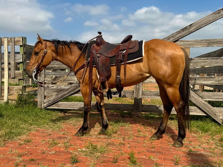 American Quarter Horse Castrone 5 Anni 145 cm Falbo in Weatherford TX