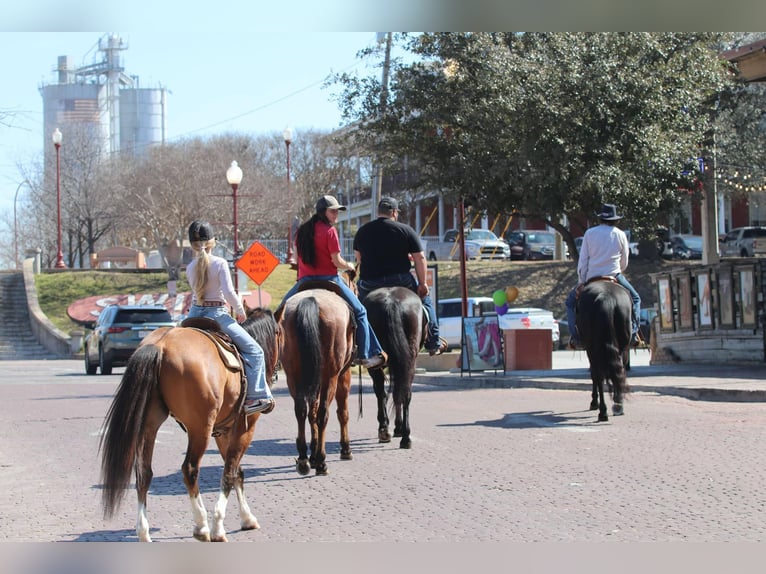 American Quarter Horse Castrone 5 Anni 145 cm Falbo in Weatherford TX