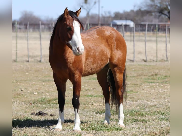 American Quarter Horse Castrone 5 Anni 145 cm Falbo in Weatherford TX