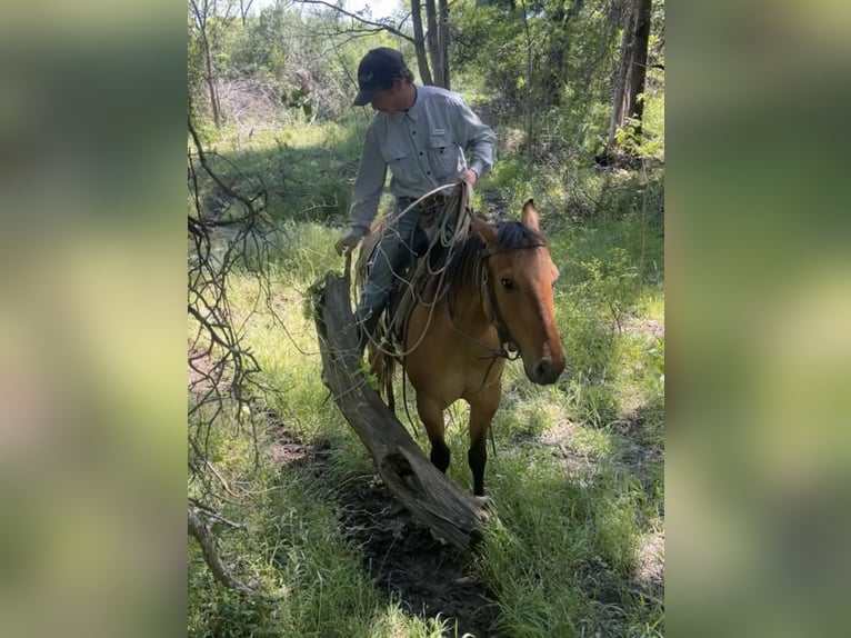 American Quarter Horse Castrone 5 Anni 145 cm Falbo in Weatherford TX