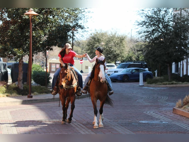 American Quarter Horse Castrone 5 Anni 145 cm Falbo in Weatherford TX