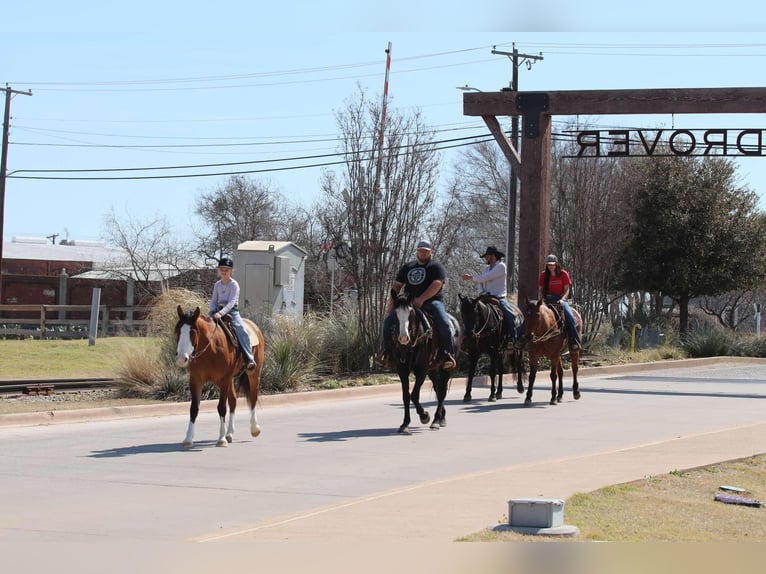 American Quarter Horse Castrone 5 Anni 145 cm Falbo in Weatherford TX