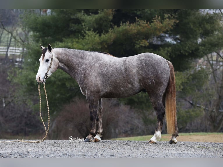 American Quarter Horse Castrone 5 Anni 145 cm Grigio pezzato in Millersburg