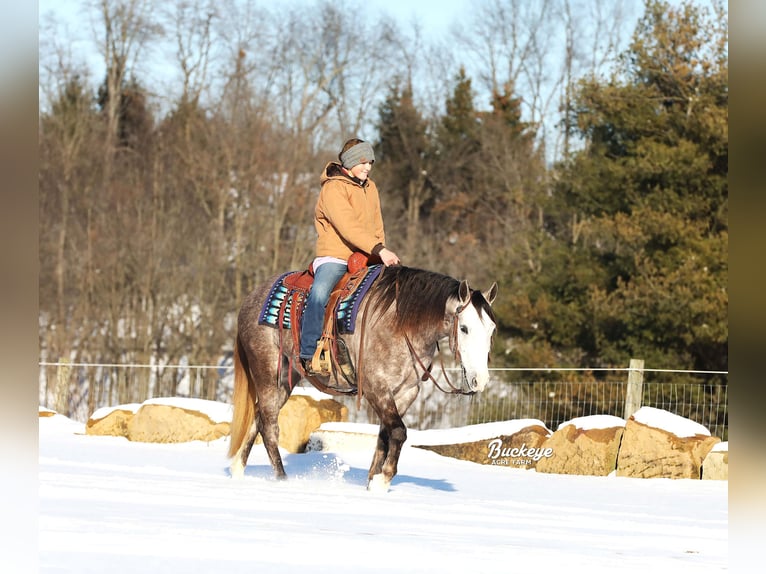 American Quarter Horse Castrone 5 Anni 145 cm Grigio pezzato in Millersburg