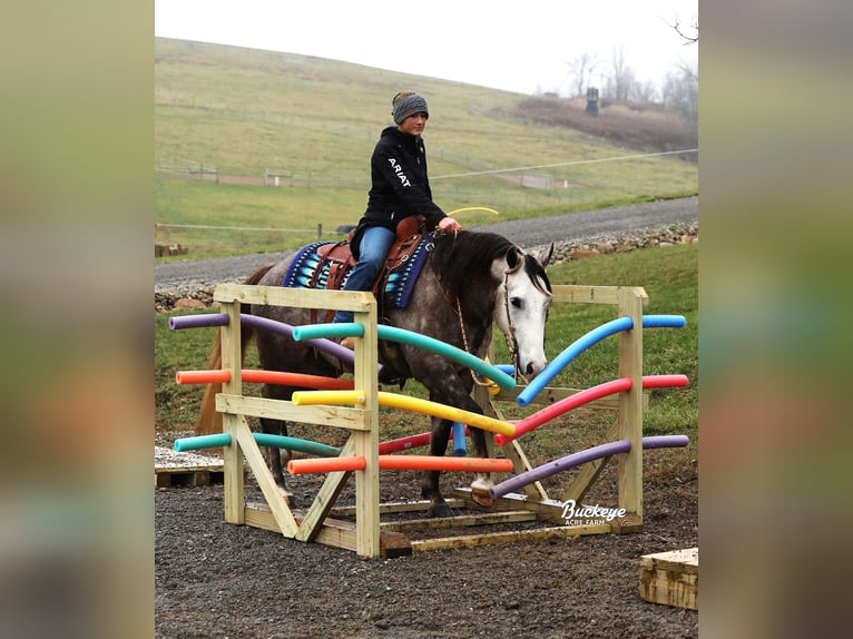 American Quarter Horse Castrone 5 Anni 145 cm Grigio pezzato in Millersburg