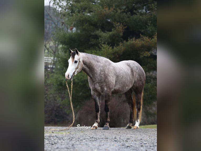 American Quarter Horse Castrone 5 Anni 145 cm Grigio pezzato in Millersburg