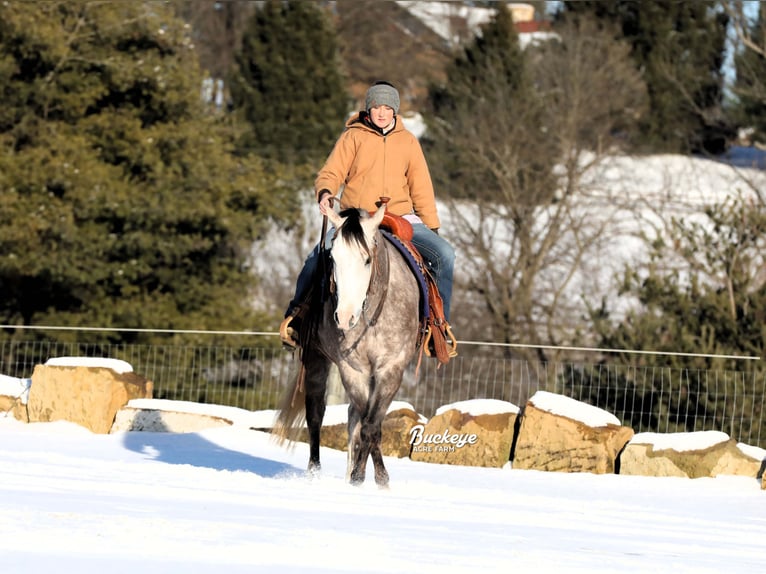 American Quarter Horse Castrone 5 Anni 145 cm Grigio pezzato in Millersburg