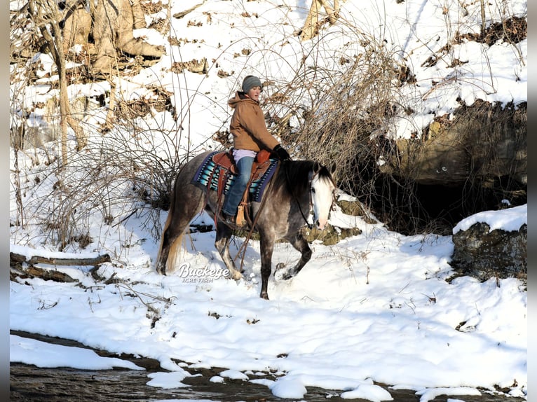 American Quarter Horse Castrone 5 Anni 145 cm Grigio pezzato in Millersburg