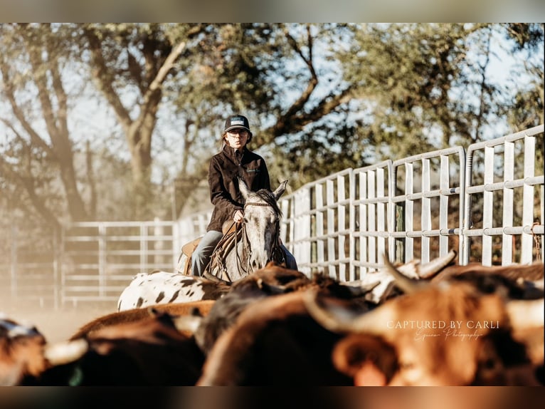 American Quarter Horse Castrone 5 Anni 145 cm Grigio in Lewistown, IL