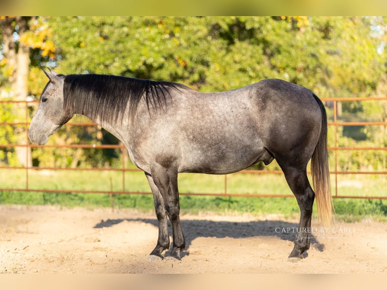 American Quarter Horse Castrone 5 Anni 145 cm Grigio in Lewistown, IL