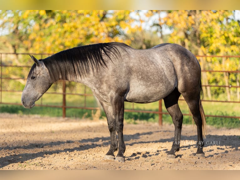 American Quarter Horse Castrone 5 Anni 145 cm Grigio in Lewistown, IL