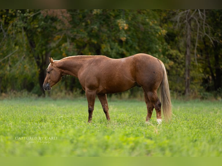 American Quarter Horse Castrone 5 Anni 145 cm Palomino in Lewistown