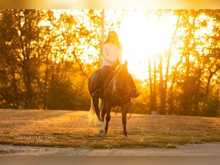American Quarter Horse Castrone 5 Anni 145 cm Palomino in Lewistown