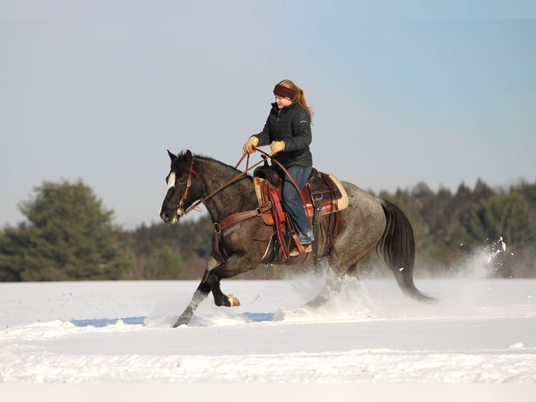 American Quarter Horse Castrone 5 Anni 145 cm Roano blu in Clarion