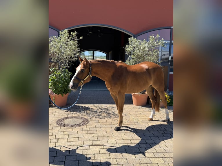 American Quarter Horse Castrone 5 Anni 145 cm Sauro in Tuntenhausen