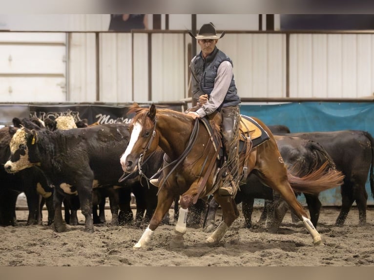 American Quarter Horse Castrone 5 Anni 145 cm Sauro ciliegia in Billings American Quarter Horse Castrone 5 Anni 145 cm Sauro ciliegia in Billings