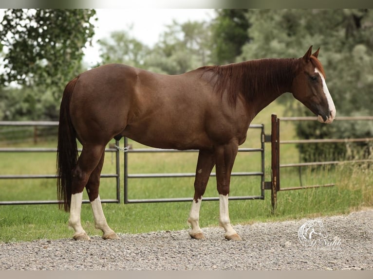 American Quarter Horse Castrone 5 Anni 145 cm Sauro ciliegia in Billings American Quarter Horse Castrone 5 Anni 145 cm Sauro ciliegia in Billings