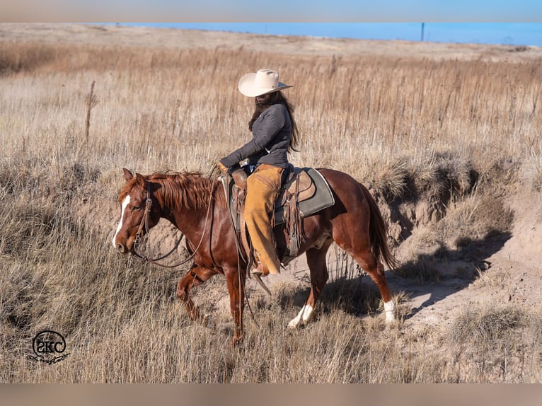 American Quarter Horse Castrone 5 Anni 145 cm Sauro ciliegia in Canyon