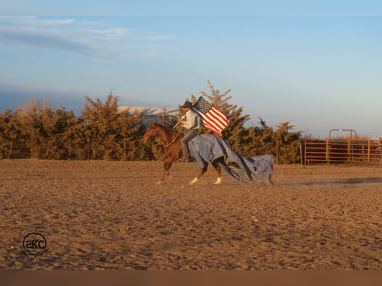American Quarter Horse Castrone 5 Anni 145 cm Sauro ciliegia in Canyon