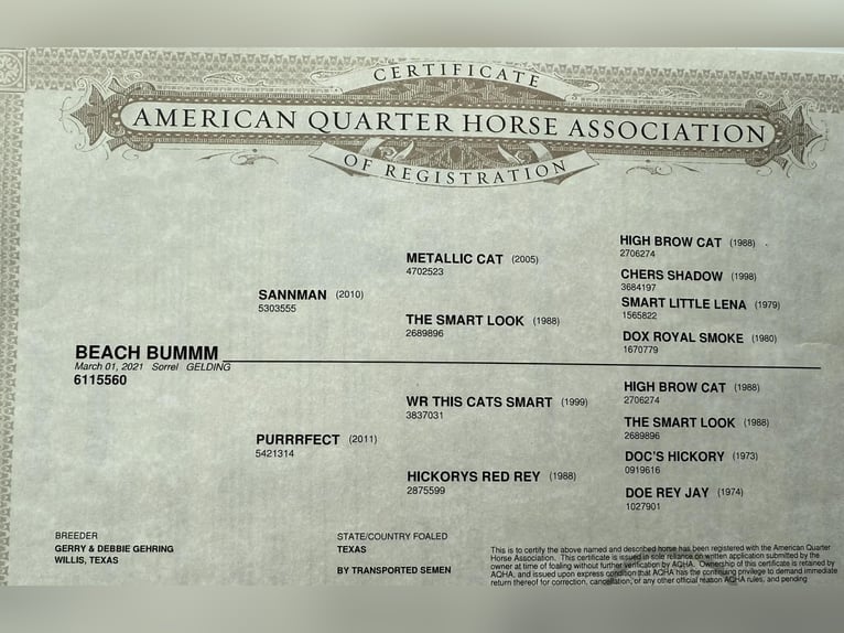 American Quarter Horse Castrone 5 Anni 145 cm Sauro ciliegia in Canyon