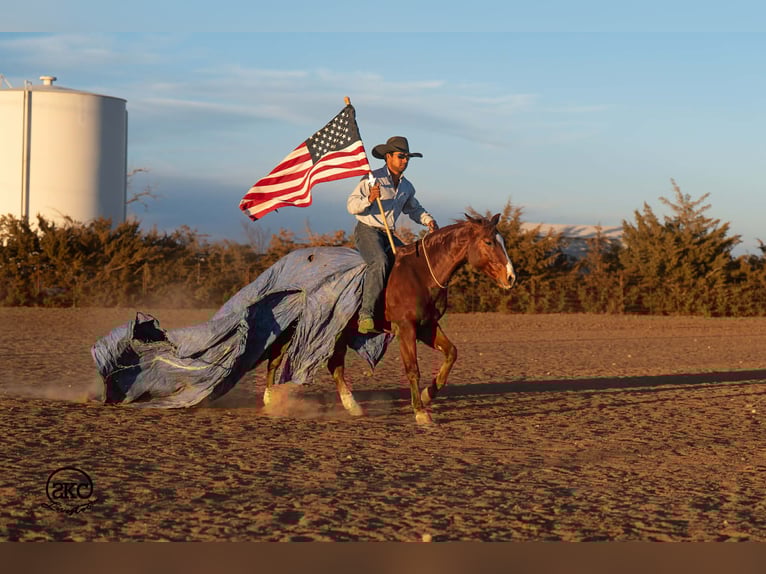 American Quarter Horse Castrone 5 Anni 145 cm Sauro ciliegia in Canyon