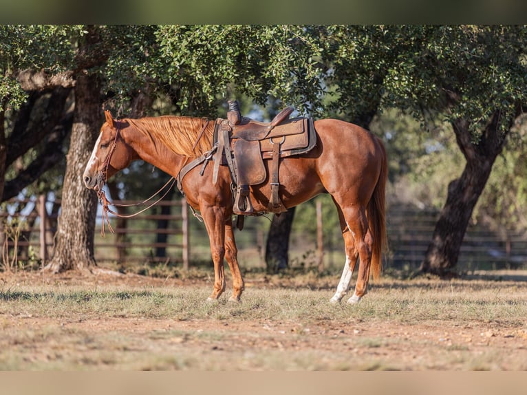 American Quarter Horse Castrone 5 Anni 145 cm Sauro ciliegia in Bridgeport, TX