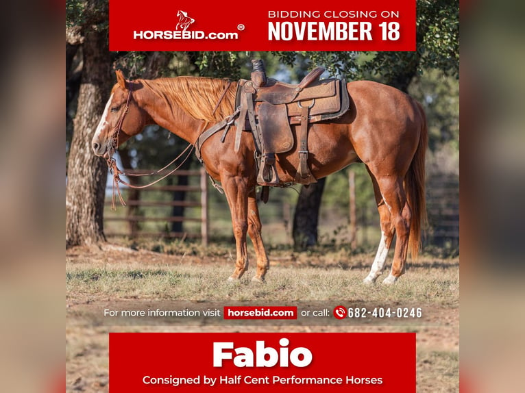 American Quarter Horse Castrone 5 Anni 145 cm Sauro ciliegia in Bridgeport, TX