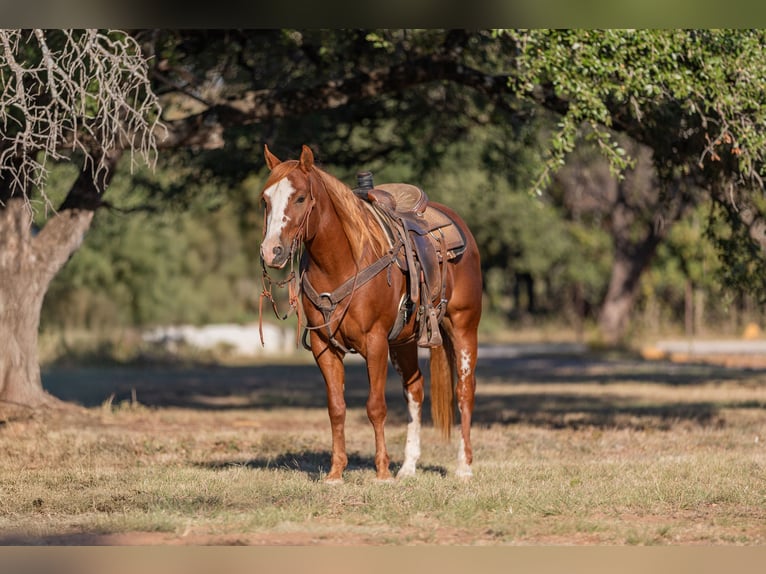 American Quarter Horse Castrone 5 Anni 145 cm Sauro ciliegia in Bridgeport, TX