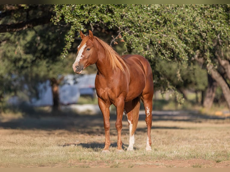 American Quarter Horse Castrone 5 Anni 145 cm Sauro ciliegia in Bridgeport, TX