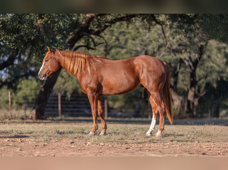 American Quarter Horse Castrone 5 Anni 145 cm Sauro ciliegia in Bridgeport, TX