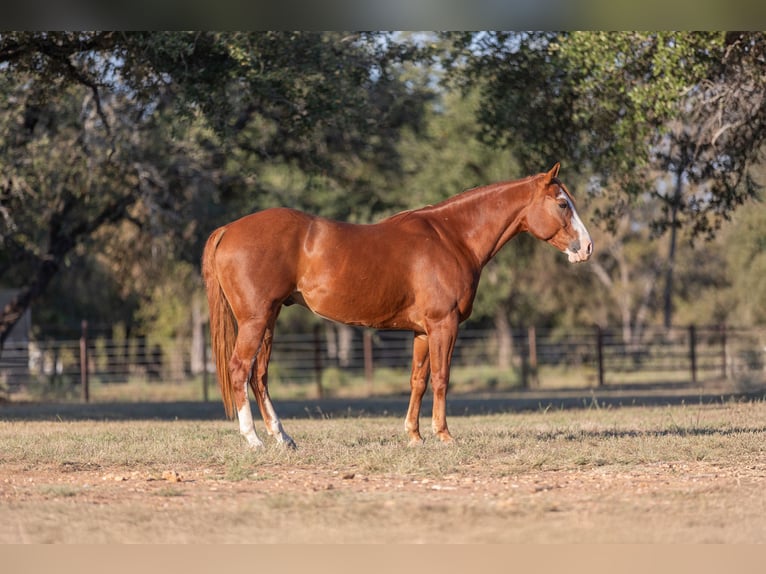 American Quarter Horse Castrone 5 Anni 145 cm Sauro ciliegia in Bridgeport, TX