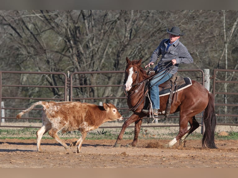 American Quarter Horse Castrone 5 Anni 145 cm Sauro ciliegia in Carthage, TX