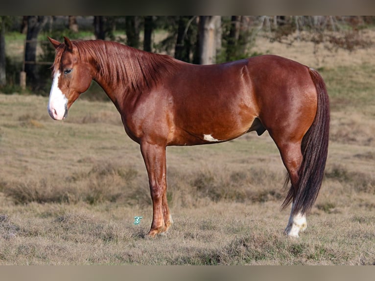 American Quarter Horse Castrone 5 Anni 145 cm Sauro ciliegia in Carthage, TX